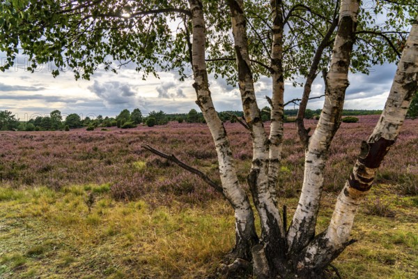 Flowering heath, heather and juniper bushes, near Wilseder Berg, in the Lüneburg Heath nature reserve, Lower Saxony, Germany, Europe