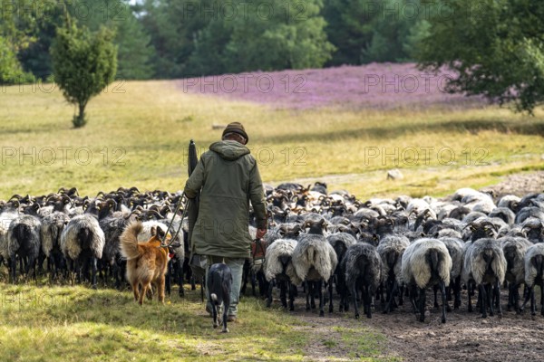 Heidschnucken herd, in the Höpener Heide, Schneverdingen, heather blossom of the broom heather, in the Lüneburg Heath nature reserve, Lower Saxony, Germany, Europe