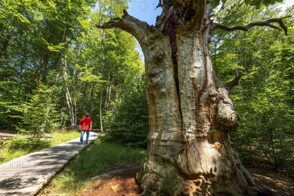 The Sababurg primeval forest, or primeval forest in the Reinhardswald, is a 95-hectare biotope under nature and landscape protection, with trees over 500 years old, hut trees, in the district of Kassel, Hesse, Germany, Europe