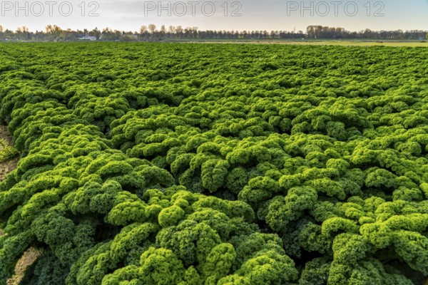 Kale field, growing area in the south of Düsseldorf, Volmerswerth district, on the Rhine, North Rhine-Westphalia, Germany, Europe
