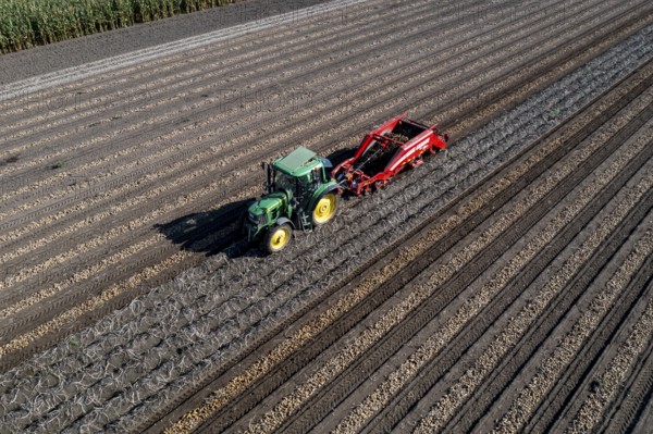 Potato harvest, so-called split harvesting method, first the tubers are taken out of the ground with a row layer, photo, then, after a short drying phase, collected with a bunker harvester and loaded, North Rhine-Westphalia, Germany, Europe