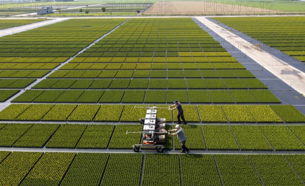 Horticultural business, broom heather plants, in flower pots, outdoors, Calluna vulgaris, are cut back to optimise the flowering behaviour, North Rhine-Westphalia, Germany, Europe