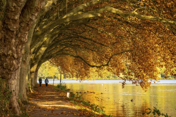 Platanen Allee, lakeside path on Lake Baldeney, near Haus Scheppen, in Essen, autumn, North Rhine-Westphalia, Germany, Europe