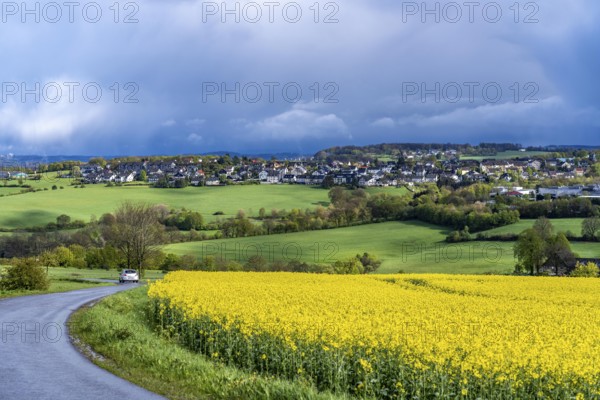 View over Breckerfeld, in the south-east of the Ruhr area, part of the Ennepe-Ruhr district, rape field, North Rhine-Westphalia, Germany, Europe
