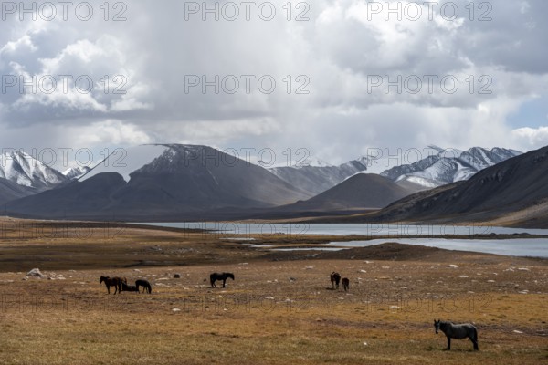 Horses in front of mountain lakes and glaciated and snow-covered peaks, Ak Shyrak Mountains, near Kumtor, Kara-Say, Tian Shan, Kyrgyzstan, Asia
