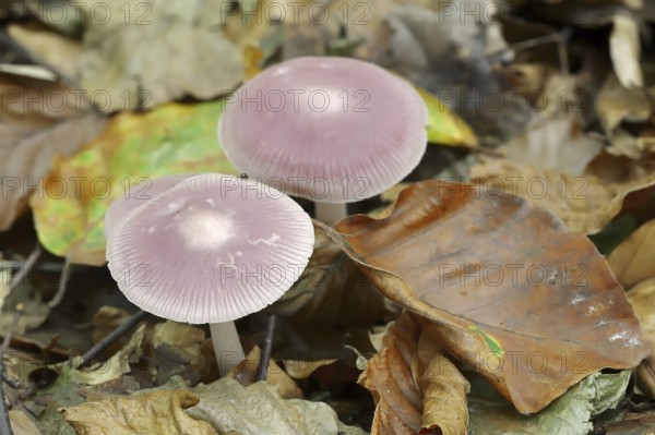 Lilac bonnet (Mycena pura), North Rhine-Westphalia, Germany, Europe