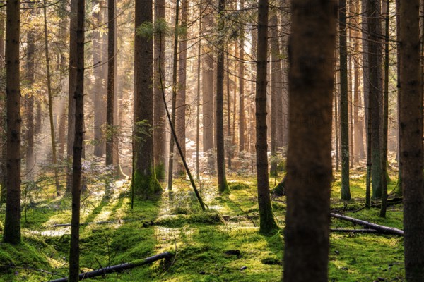 Morning sun illuminates a quiet forest and creates long shadows, Unterhaugstett, Black Forest, Germany, Europe