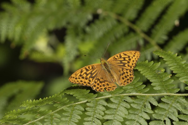 Silver-washed fritillary (Argynnis paphia) butterfly resting on a Bracken plant leaf in a woodland, Suffolk, England, United Kingdom, Europe