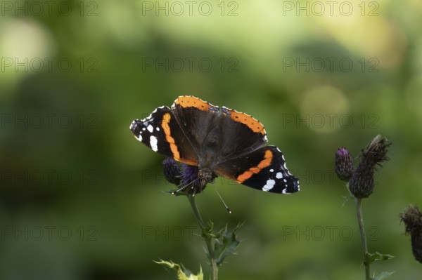 Red admiral (Vanessa atalanta) butterfly feeding on a Creeping thistle flower, Suffolk, England, United Kingdom, Europe