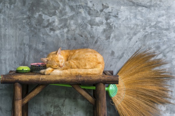 Cat sleeping on a table, pet, domestic cat, animal, sleeping, rest, resting, lazing, resting, lazy, serenity, broom, dream, dreaming, dreaming, sleeping place, house, entrance, guard, lovely, comfortable, pretty, lying, siesta, familiar, trust, security, regular place, lies, Thailand, Asia