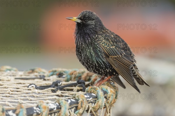 European starling (Sturnus vulgaris) adult bird singing on a lobster pot in a seaside harbour, England, United Kingdom, Europe
