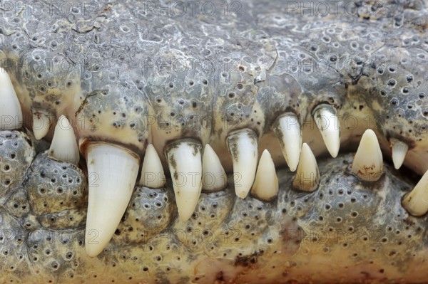 Nile crocodile (Crocodylus niloticus), teeth, captive, occurring in Africa