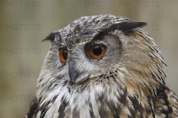 Eurasian eagle-owl (Bubo bubo), portrait, captive, North Rhine-Westphalia, Germany, Europe