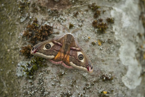 Emperor (Saturnia pavonia) moth resting on a tree trunk, Suffolk, England, United Kingdom, Europe