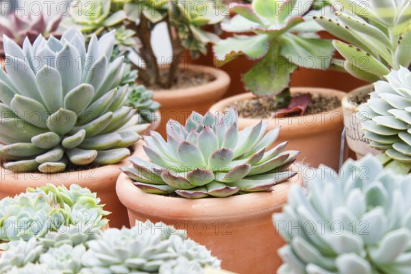 Various types of succulent in flower pots in the greenhouse. Closeup, selective focus