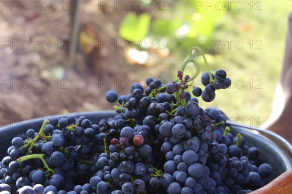 Grape grape harvest: Hand-picking Pinot Noir grapes in a vineyard in the Palatinate