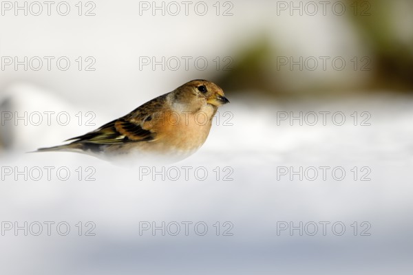 Brambling (Fringilla montifringilla), female, in the snow, winter feeding, Oberhausen, Ruhr area, North Rhine-Westphalia, Germany, Europe