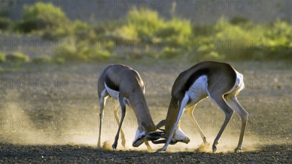 Springbok (Antidorcas marsupialis) scuffling in first light Kalahari, South Africa, Africa
