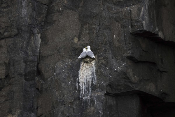 Black-legged kittiwakes (Rissa tridactyla) pair nesting on rock ledge in sea cliff at seabird colony in summer, Svalbard, Spitsbergen, Norway, Europe