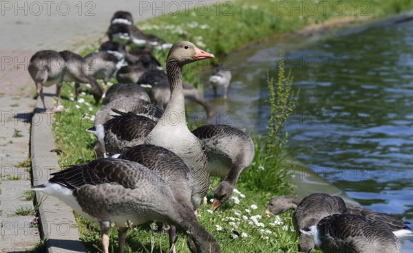 Europe, Germany, Mecklenburg-Western Pomerania, Plau am See, Lake Plau, Elde-Müritz waterway, waterfowl on the shoreline, Plau am See, Mecklenburg-Western Pomerania, Germany, Europe