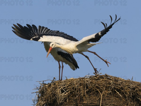 White stork (Ciconia ciconia), bird taking off in flight from nesting platform, Hesse, Germany, Europe