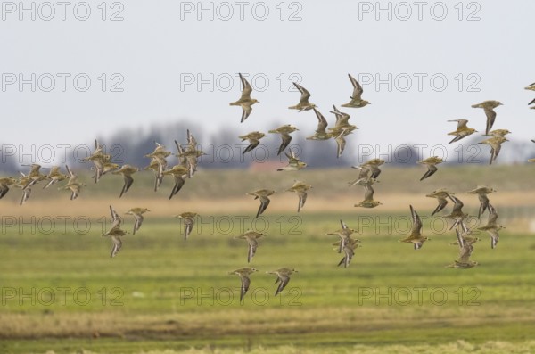 Eurasian Golden Plover (Pluvialis apricaria) flock in flight over a coastal marsh, migrating northwards in early springtime, island of Texel, Holland