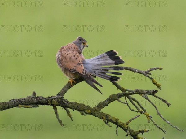 A kestrel perched on a mossy branch against a green background, preening itself, with its tail feathers fanned out, Common Kestrel (Falco tinnunculus), male, Hesse, Germany, Europe