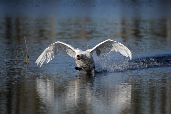 Mute swan (Cygnus olor), adult bird approaching, landing, subsidence area, Bottrop, Ruhr area, North Rhine-Westphalia, Germany, Europe