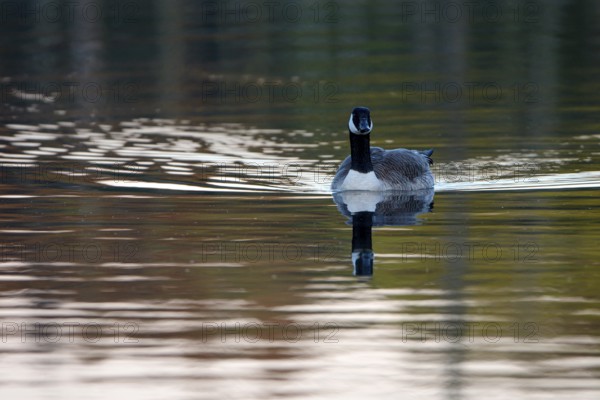 Canada goose (Branta canadensis), adult bird, in the morning light, subsidence area, Bottrop, Ruhr area, North Rhine-Westphalia, Germany, Europe