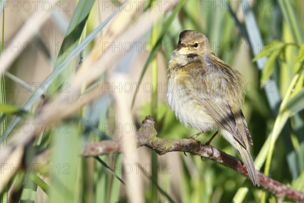 Chiffchaff or willow warbler (Phylloscopus collybita), animal hidden in the biotope, Flusslandschaft Peenetal nature park Park, Mecklenburg-Western Pomerania, Germany, Europe
