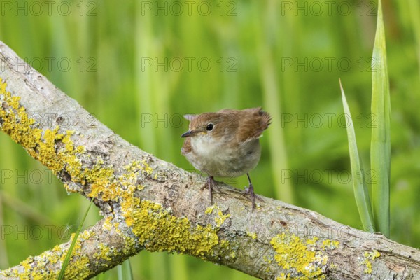 Nightingale (Luscinia megarhynchos) Germany