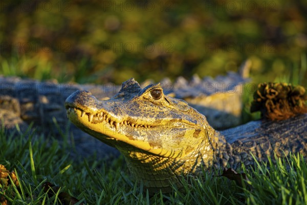 Spectacled caiman (Caiman crocodilius) Panatanal Brazil