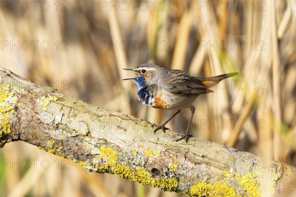 Bluethroat (Luscinia svecica cyanecula) Male Germany