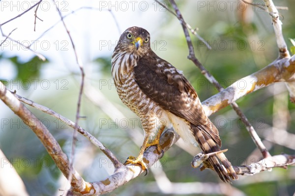 Roadside hawk (Buteo magnirostris) Pantanal Brazil