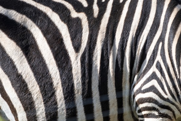 The zebra's stripes are black and white. The stripes are very close together, and the zebra's skin is very thick