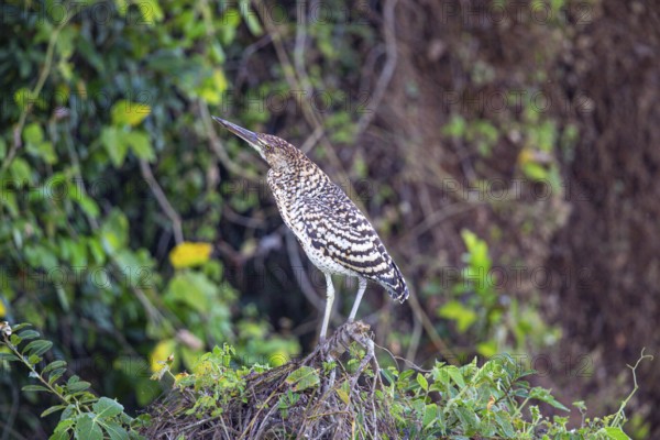 Rufescent tiger heron (Tigrisoma lineatum) Pantanal Brazil