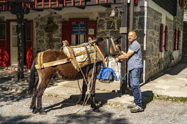 Mules transport the goods to the mountain hut in Paklenica National Park, Croatia, Europe