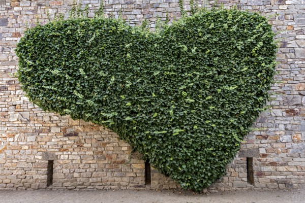 Wall of natural stone heart-shaped overgrown with ivy (Hedera helix), heart, Roman fort Saalburg, reconstructed cohort fort, museum, archaeological park, Upper Germanic Raetian Limes, border of the Roman Empire, Bad Homburg vor der Höhe, Taunus, Hesse, Germany, Europe