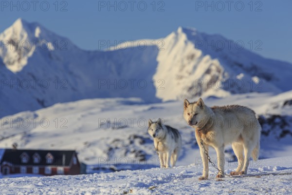 Greenland dogs, huskies in the snow in front of mountains, sunny, Kulusuk, East Greenland, Greenland, North America