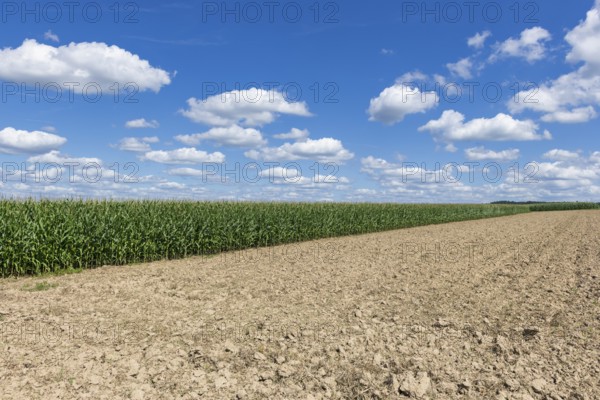 Symbolic image, renewable energies, maize plants, biogas plant, feed maize, maize cobs, clouds, immature, Baden-Württemberg, Germany, Europe