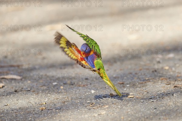 Close-up of rainbow lorikeets (Trichoglossus moluccanus) wildlife in Australia