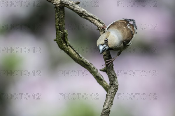 Hawfinch (Coccothraustes coccothraustes), Emsland, Lower Saxony, Germany, Europe