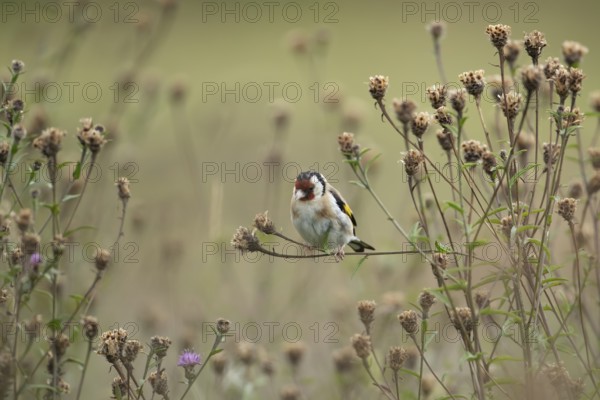 European goldfinch (Carduelis carduelis) adult bird on Knapweed plant seed heads, Lincolnshire, England, United KIngdom