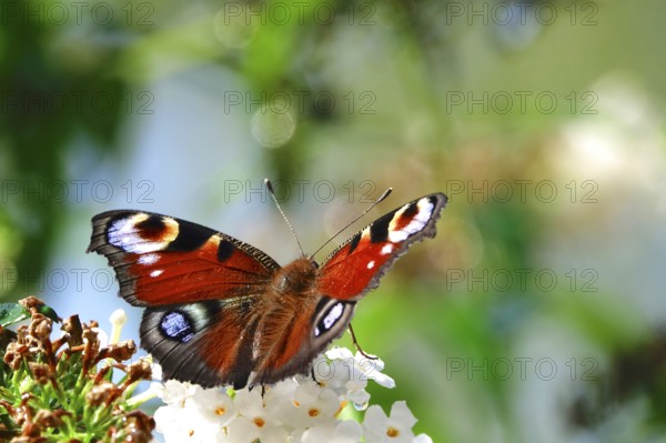 Peacock butterfly (Inachis io), September, Mecklenburg-Western Pomerania, Germany, Europe