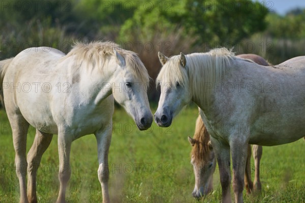 Two white Camargue horses in a green meadow in a quiet neighbourhood, Camargue, France, Europe