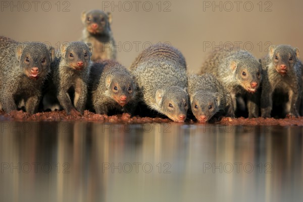 Zebra mongoose (Mungos mungo), adult, group, at the water, drinking, Kruger National Park, Kruger National Park, Kruger National Park South Africa