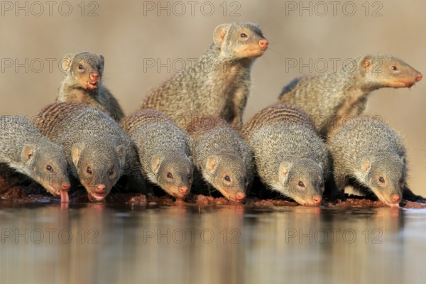 Zebra mongoose (Mungos mungo), adult, group, at the water, drinking, Kruger National Park, Kruger National Park, Kruger National Park South Africa