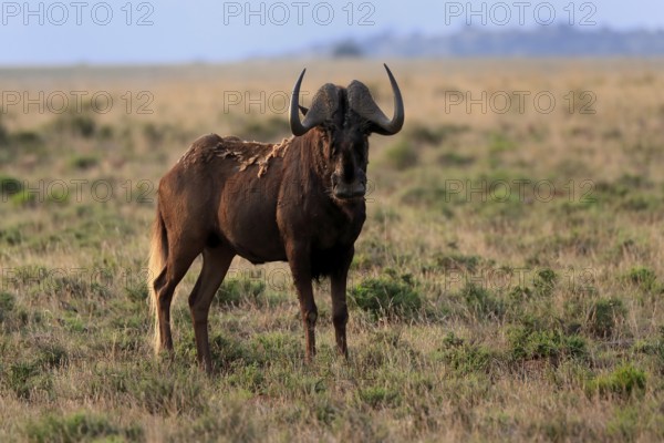 White-tailed wildebeest (Connochaetes gnou), adult, alert, Mountain Zebra National Park, Eastern Cape, South Africa, Africa