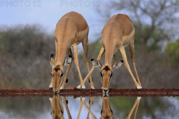 Black Heeler Antelope (Aepyceros melampus), adult, female, two, at the water, drinking, Kruger National Park, Kruger National Park, Kruger National Park South Africa