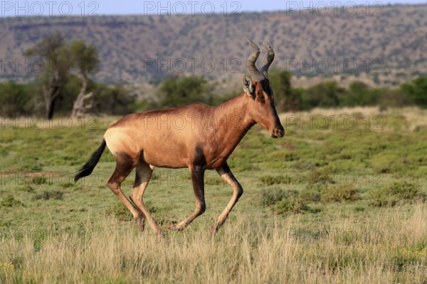 Red hartebeest (Alcelaphus buselaphus caama), Kaama, adult, running, foraging, Mountain Zebra National Park, Eastern Cape, South Africa, Africa